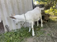 Kambing (lot, jantina tidak dinyatakan), Goats — foto 3