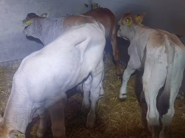Bulle, Simmental cattle