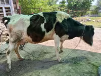 Mucca, Razza Holstein — foto 3