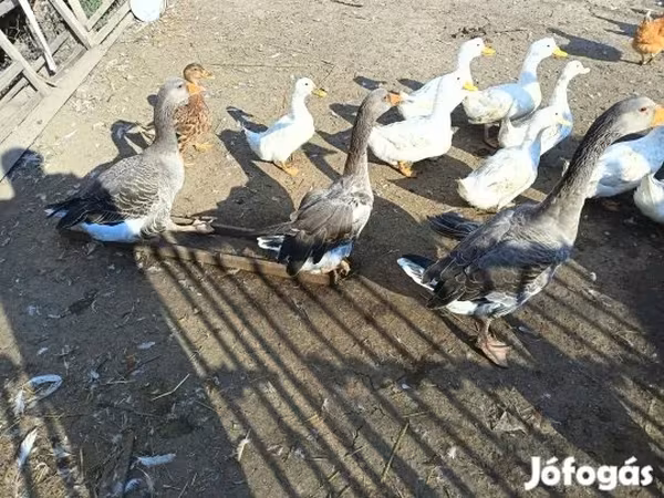 Geese