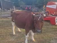 Vaca, Simmental cattle — foto 2