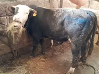 ثور, Simmental cattle — الصورة 3