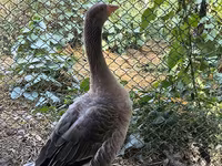 Geese — फ़ोटो 8