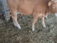 Toro, Simmental cattle — foto 3
