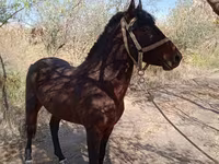 اسب نر, Karabair horse — عکس 3