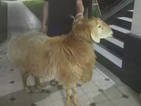 أغنام (دفعة، الجنس غير محدد), Arashan sheep — الصورة 2