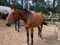 گھوڑی, Nonius horse — تصویر 5