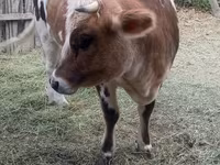 Lembu jantan, Cattle — foto 4