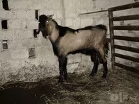 Oğlak, Beetal goats — foto 3