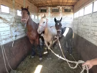 ม้าตัวผู้, Kazakh horse — รูปภาพ 2