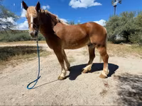 Cavallo, Belgian Draught — foto 1
