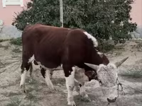 Banteng, Kazakh White-headed cow — foto 2