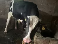 सांड, Russian Black pied cattle — फ़ोटो 2