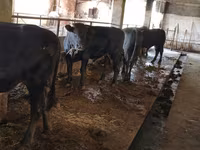 Tyre, Swiss cattle — foto 1