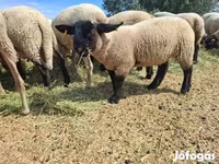 نعجة, White Suffolk sheep — الصورة 7