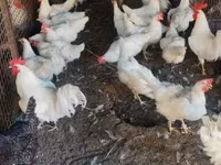 Chickens — φωτογραφία 2