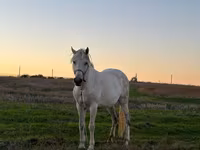ሴት ፈረስ, Horses — ፎቶ 1