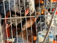 Japanese Bantam — акс 2