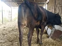 گاو ماده, Swiss cattle — عکس 8