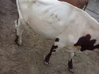 Toro, Simmental cattle — foto 1