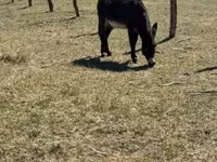 Cheval, Kerry Bog Pony — photo 3