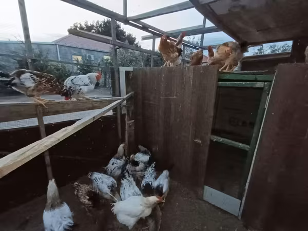 Chickens