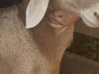 Kos, Arashan sheep — 3. fotó