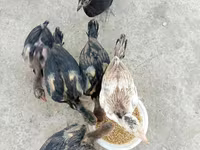 Chickens — ፎቶ 1