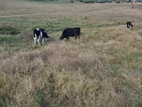 Tehén, Russian Black pied cattle — 1. fotó