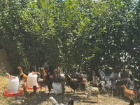 Chickens — عکس 1