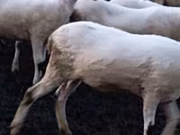 Schaf, Tsigai sheep — Foto 3