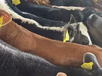 Cattle (batch, sex not specified), Hereford — photo 3
