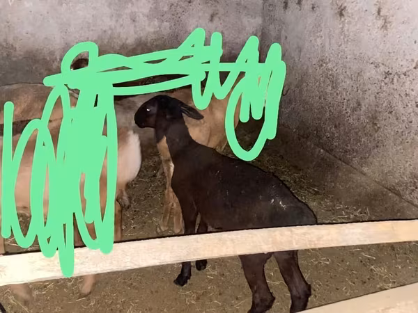 Sheep, Edilbay sheep — Kyrgyzstan