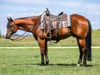 Kůň, Quarter Horse — foto 6