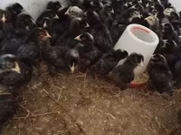 Chickens — ፎቶ 5