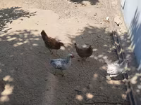 Chickens — foto 4