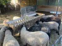 Pecora, White Suffolk sheep — foto 3