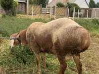 قوچ, Rhon sheep — عکس 8