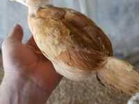 Chickens — 사진 1