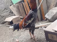 Chickens — foto 2