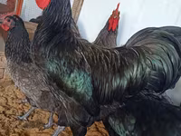 Australorp — 3-rasm