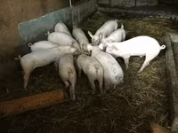 Świnie (partia, płeć nieokreślona), Świnie — zdjęcie 3