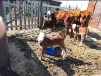 Ko, Latvian Blue cattle — foto 4