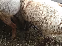 雄羊, Rhon sheep — 写真 3