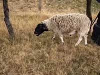 Beran, Dorper sheep — foto 2