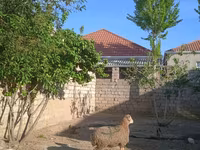 قوچ, گوسفند — عکس 1