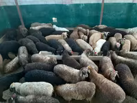 قوچ, گوسفند — عکس 1