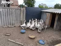 Geese — foto 2