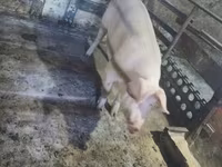 Scrofa, Maiali — foto 3