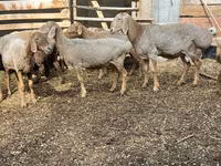 በግ, Arashan sheep — ፎቶ 1